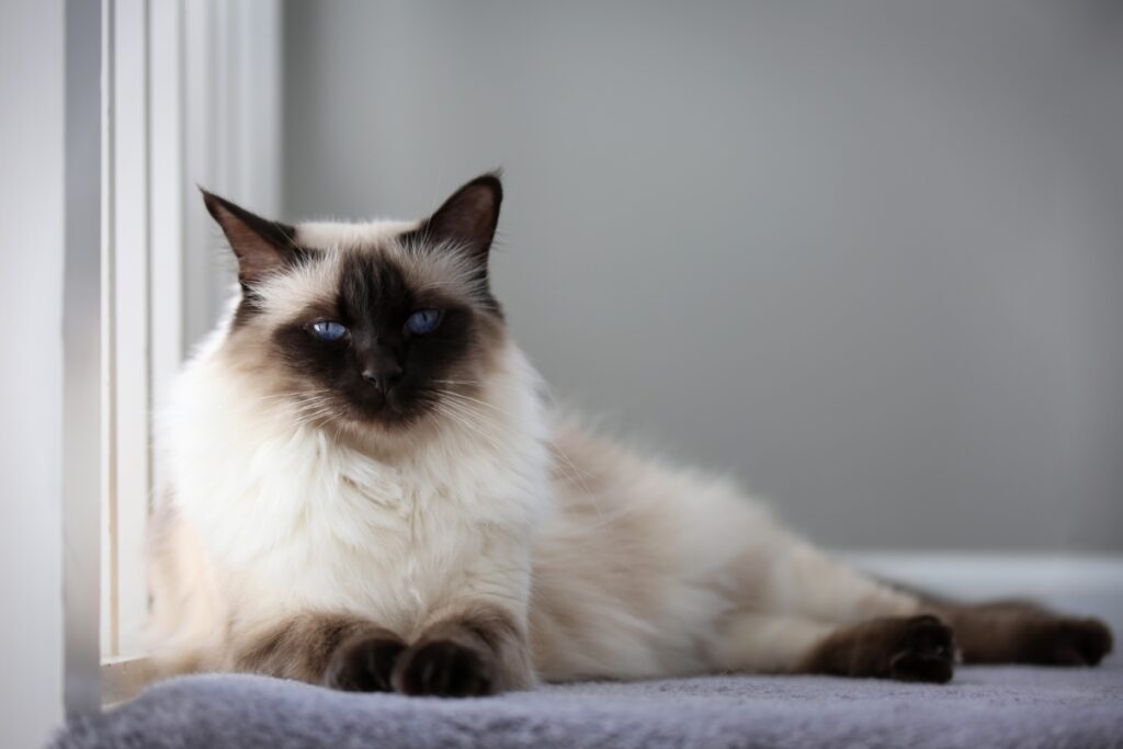 【獣医師監修】バリニーズってどんな猫？特徴や性格から飼う前の注意点・価格相場まで徹底解説