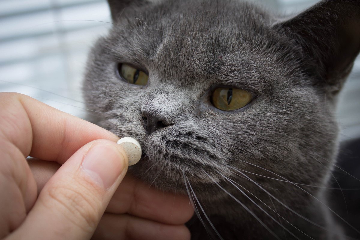 猫の『薬』についての豆知識3つ！あなたはいくつ知ってる？