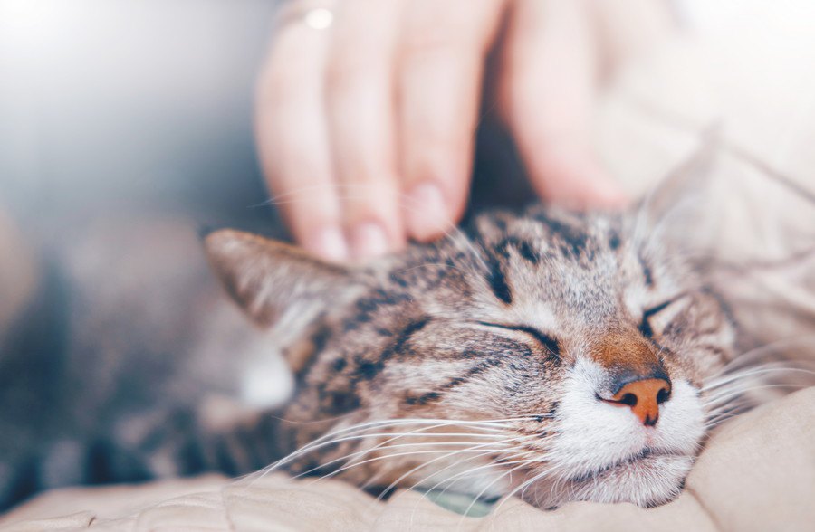 猫が『飼い主に慣れた』ときにみせる行動6つ！こんな振る舞いをしたら慣れた証拠かも？