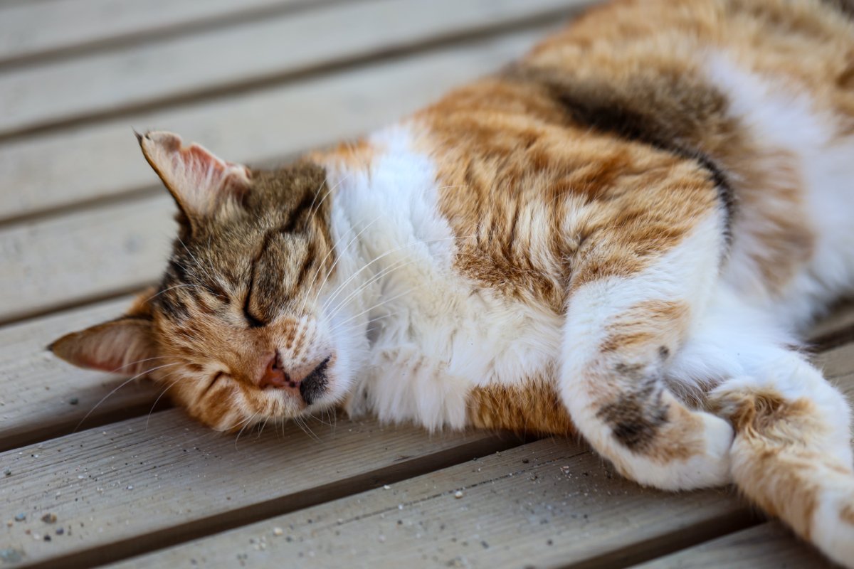 猫が『死ぬ直前』に姿を隠す3つの理由　お別れが近付いているサインや飼い主ができることも