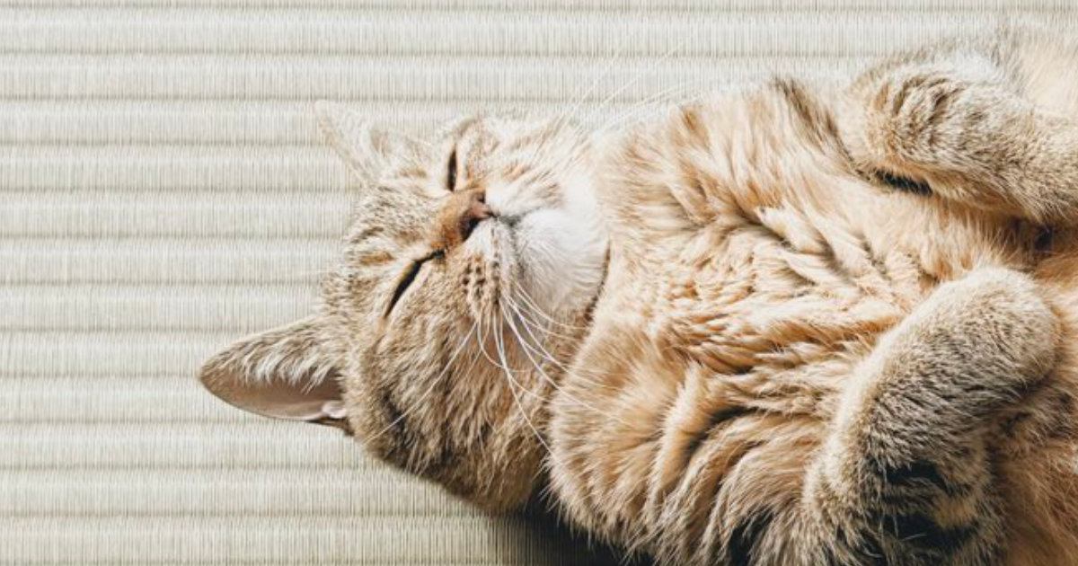 様子を見に行くと、たたみの上に『落ちていたネコ』…あまりにも幸せそうな『無防備すぎる格好』に３万いいね「いい落ち方ｗ」「白鳥に見えたｗ」