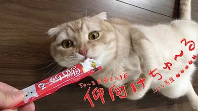 猫がちゅーるに夢中になる理由！その成分や与え方、注意点を解説