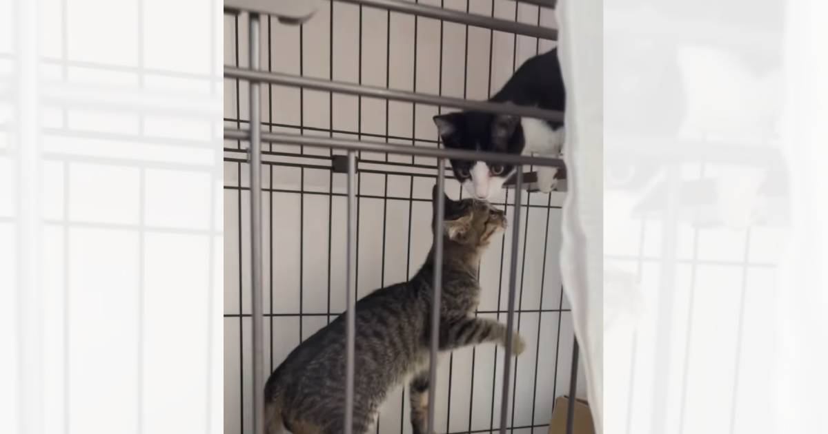 保護された兄妹子猫が1週間ぶりに再会した結果…『まさかの光景』に涙が止まらないと27万再生「めちゃくちゃ泣いた」「家族って凄い」