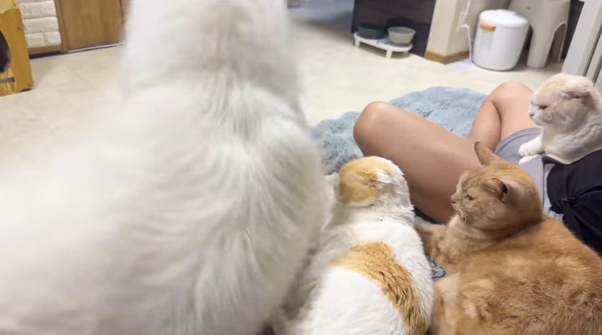 猫が並んでくつろいでいたら…乱入してきた大型犬が引き起こした『まさかの悲劇』が226万再生「すごいとばっちりｗｗ」「笑いすぎて涙」
