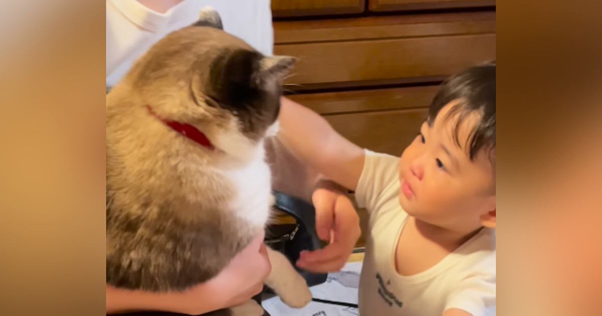 赤ちゃんが猫を抱きしめようとしたら…微笑ましすぎる『ふたりのやり取り』に「優しい世界だねぇ」「猫ちゃんでかいｗ」と19万再生