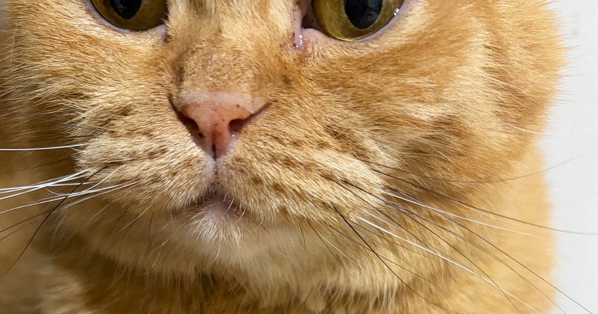 飼い主を『じっと見つめる猫』→おててを見ると……キュンとくる『優しさあふれる光景』に３万いいね「私もされたい」「ほっこりした」