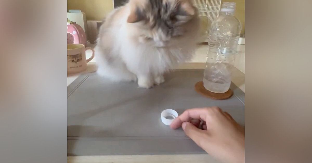 猫と『ペットボトルの蓋』を使って遊んだ結果…ずっと見ていたくなる『微笑ましい光景』が120万表示「めっちゃ時間経つやつ」「楽しそうｗ」