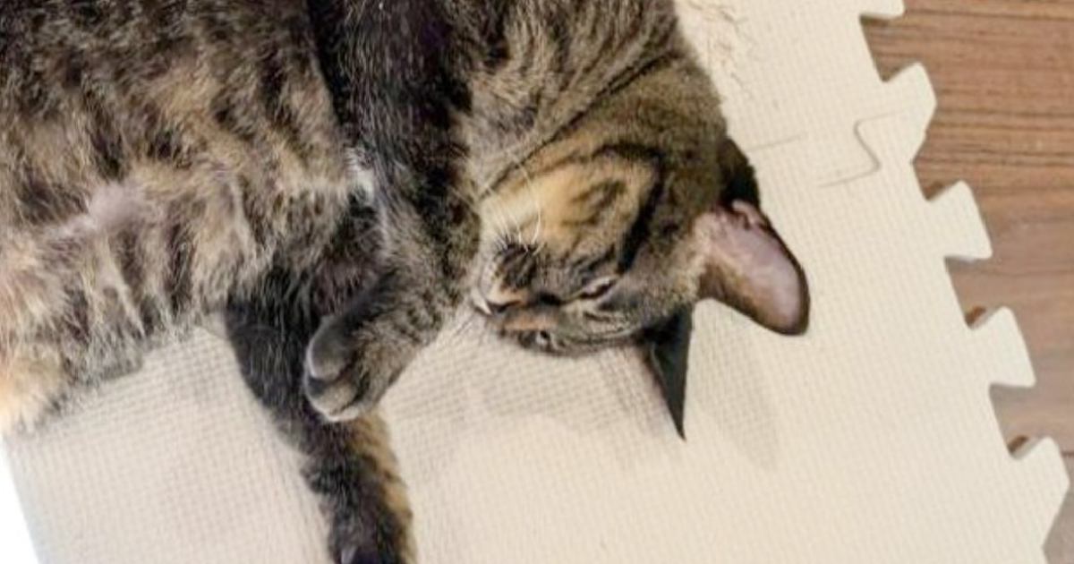 実家に帰ったら、『猫のお腹』から…世界も救えそうな『まさかの光景』が65万表示「ゲッターロボやん」「エネルギーチャージしてるｗ」