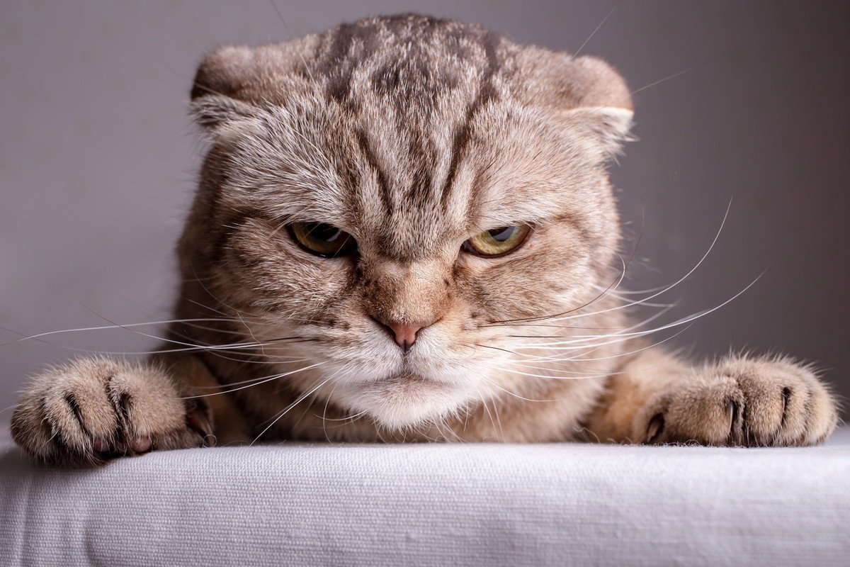 イライラするニャ…猫の『ご機嫌が悪いとき』のサイン5選　機嫌をなおしてもらうための対処法も