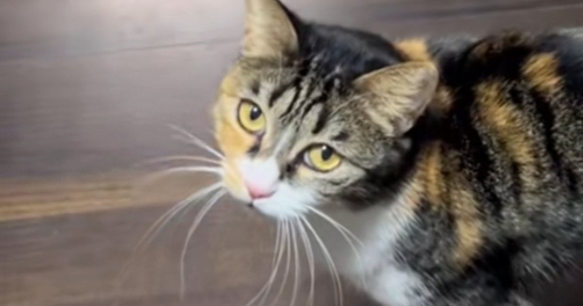 飼い主さんのことを『呼びに来た三毛猫』→ついて行くと……悶絶必至の光景に「やばい！めっちゃ可愛い」「たまらんです」とSNSで反響