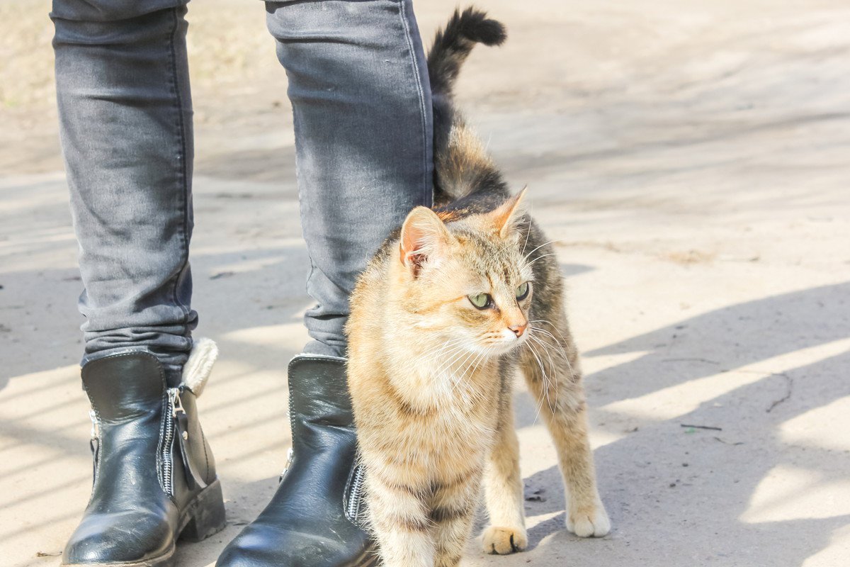 猫が飼い主に『尻尾でタッチ』する時の気持ちや訴えたいこと3つ