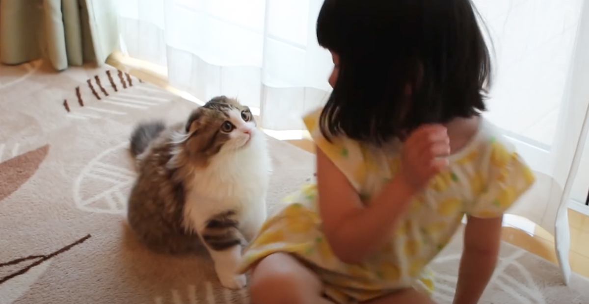 背中に飛びついてきた猫→娘が立ち上がると……思わず笑っちゃう『可愛すぎる瞬間』が64万再生「完全に仲間だと思ってる」「素敵な関係」
