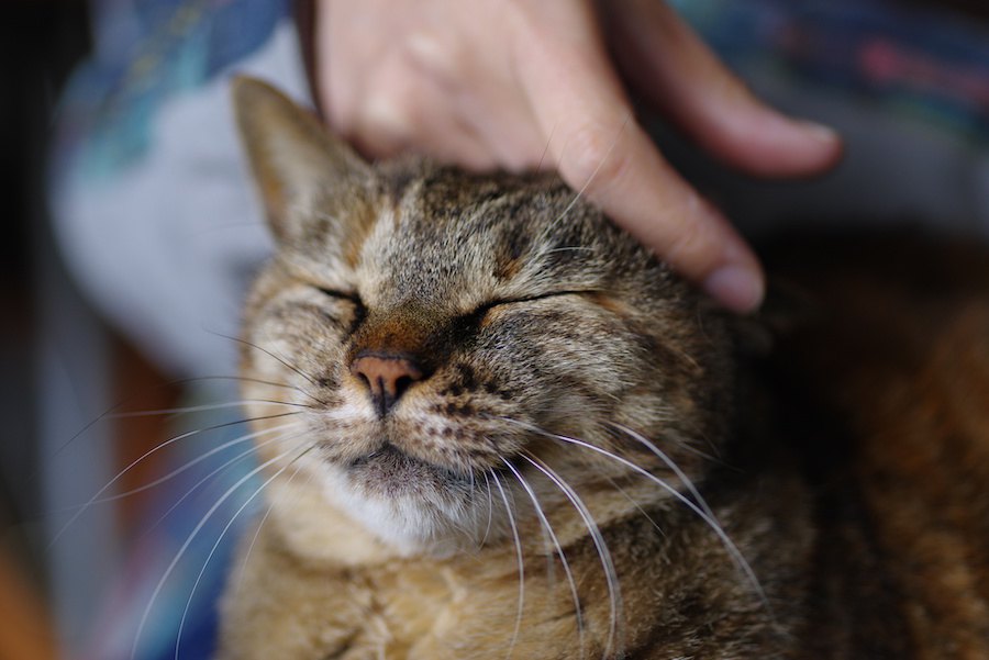 猫が「晩年」を快適に送るために飼い主にできる３つのこと