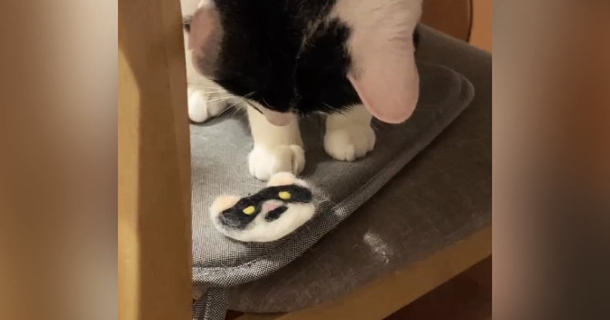 愛猫にそっくりの『ワッペン』を進呈→眺めていると思ったら、次の瞬間…爆笑の展開が115万再生「吹いてしまったｗ」「お気に召さなかったｗ」