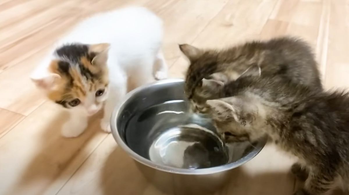 「みんな一緒の行動が可愛いｗｗ」たくさん水を飲んだ3匹の子猫が…"まさかの光景"に「ホームのようにｗ」「足痺れるｗ」と笑顔になる人続出