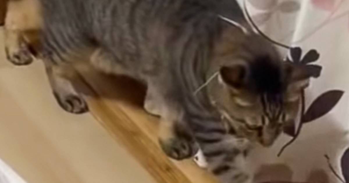 そろりそろり忍び足で歩く猫→『横目でちらちら見ていたのは…』思いやりが素敵すぎると22万再生「すごいね」「なんていい子なんだろう」