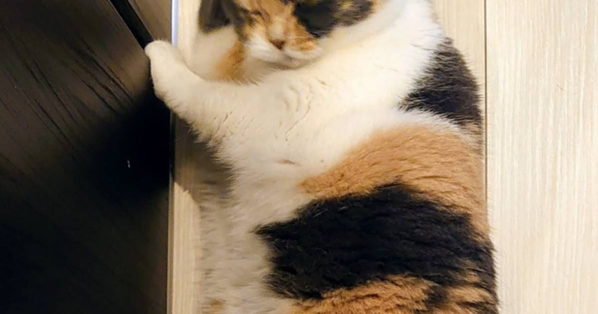 ふと足元を見てみると、『床でくつろいでいた猫が…』予想外の『愛らしいポーズ』に１万いいねの反響「やばいかわいい」「めちゃめちゃ可愛い」
