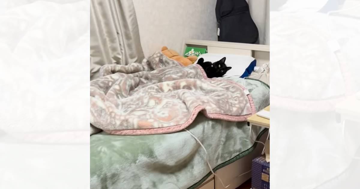 寝室に入ったら、ベッドで猫が…一緒に寝る気マンマンすぎる『まさかの待ち方』が91万再生「早くきなよって言ってるｗ」「ぬいぐるみかとｗ」