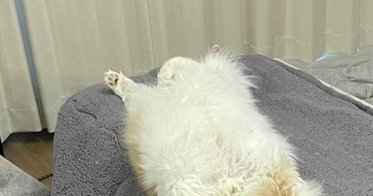 いつもは机の上に乗らない猫→入りやすいように『こたつの布団』を開けておいたら…まさかの瞬間に爆笑「頭いいなぁｗ」「敷物かと思ったｗ」