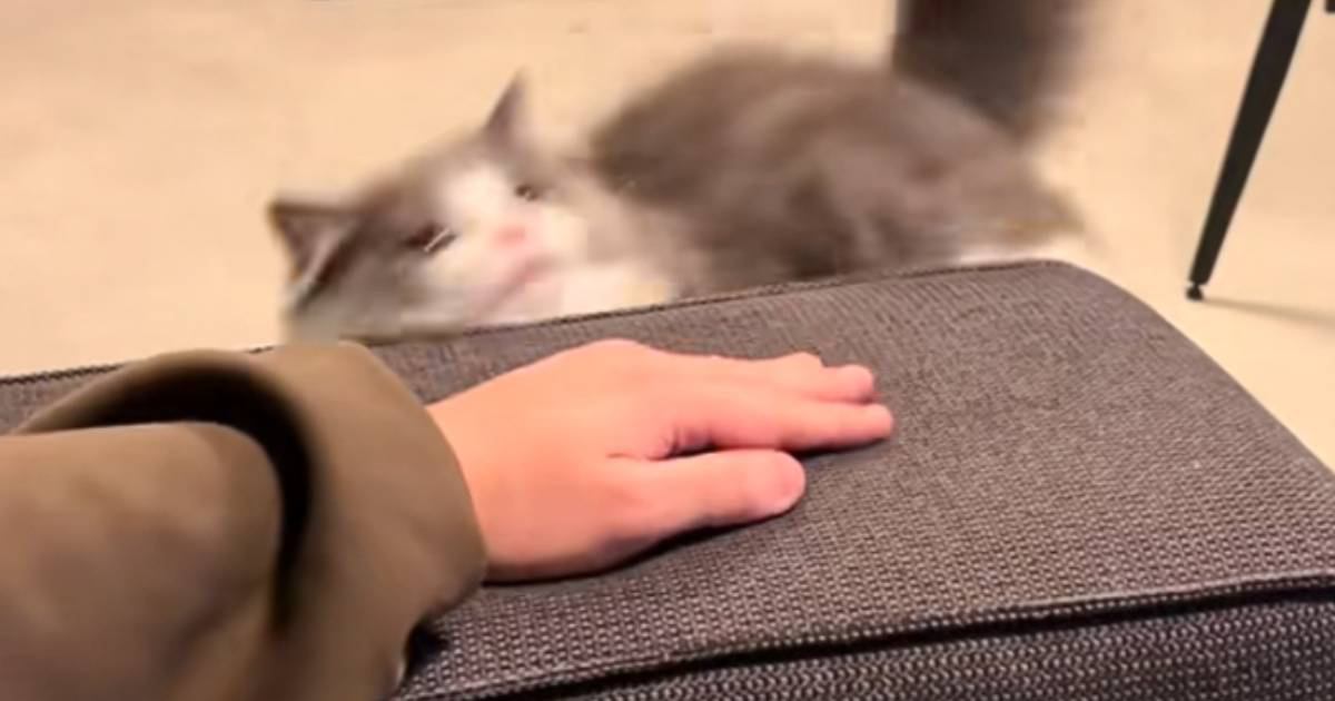 飼い主さんがいるソファーの上に『登ろうとした猫』→失敗して何度か挑戦した結果…まさかの光景が9万5000再生「可愛すぎるｗ」と反響