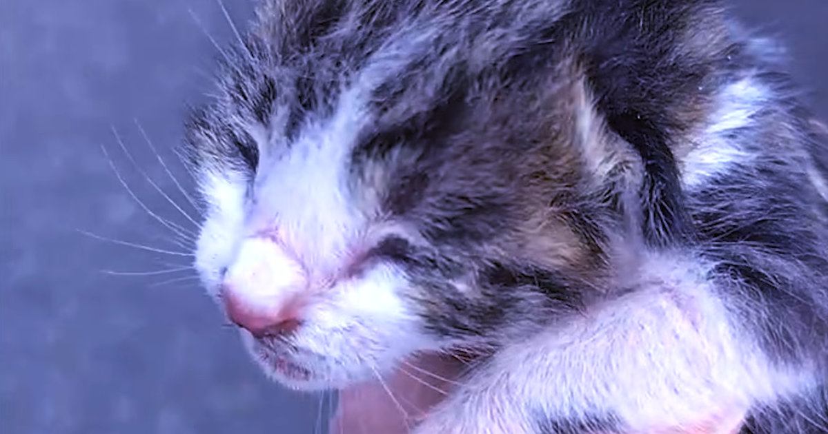 孤独な環境から保護されて……似た境遇の２匹の子猫が『本当の家族になるまでの軌跡』に「ウルっときた」「幸せになれて良かった」と感動の声