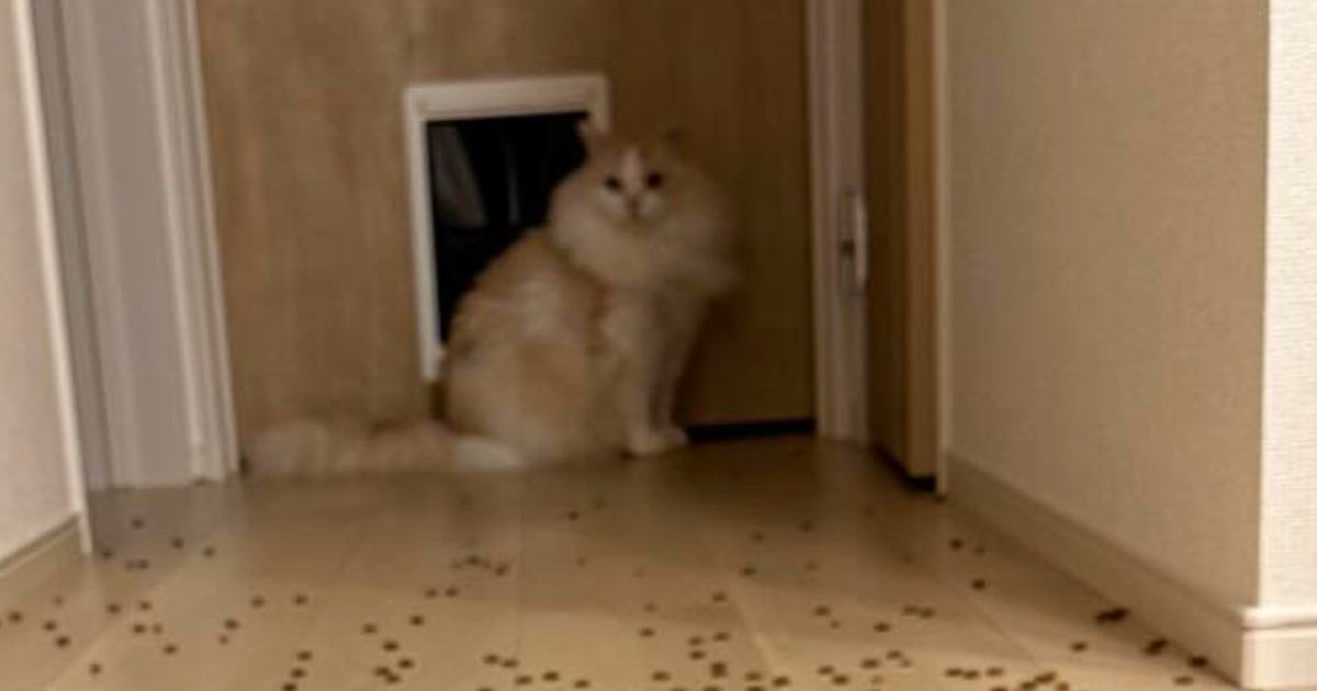 床一面に散らばるキャットフード→猫がやったのかと思いきや…笑ってしまう瞬間に３万いいね「逆に引いている？ｗ」「知りませんよって感じｗ」