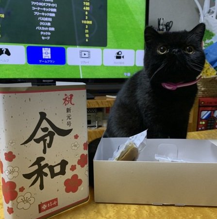 「令和」の時代、猫とはどう暮らす？新年号から決めておきたい新しい目標７つ