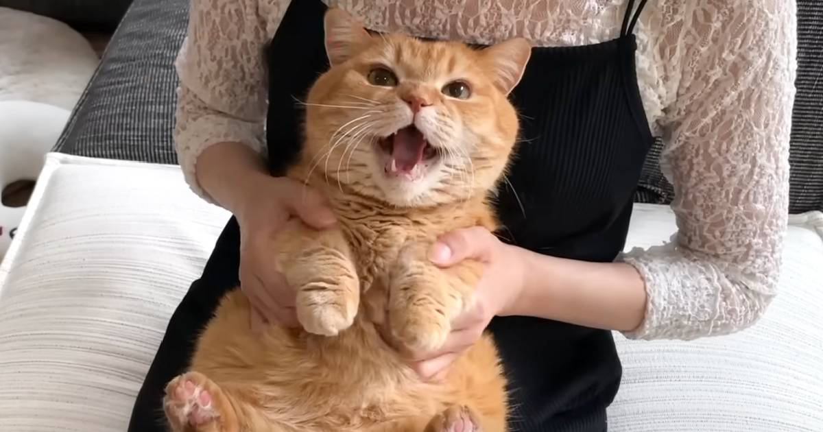 遊びに来た姉に激おこな猫→『踊らせてみた』結果…まさかの反応が可愛すぎると９万再生「激おこからの激カワｗ」「されるがままｗ」