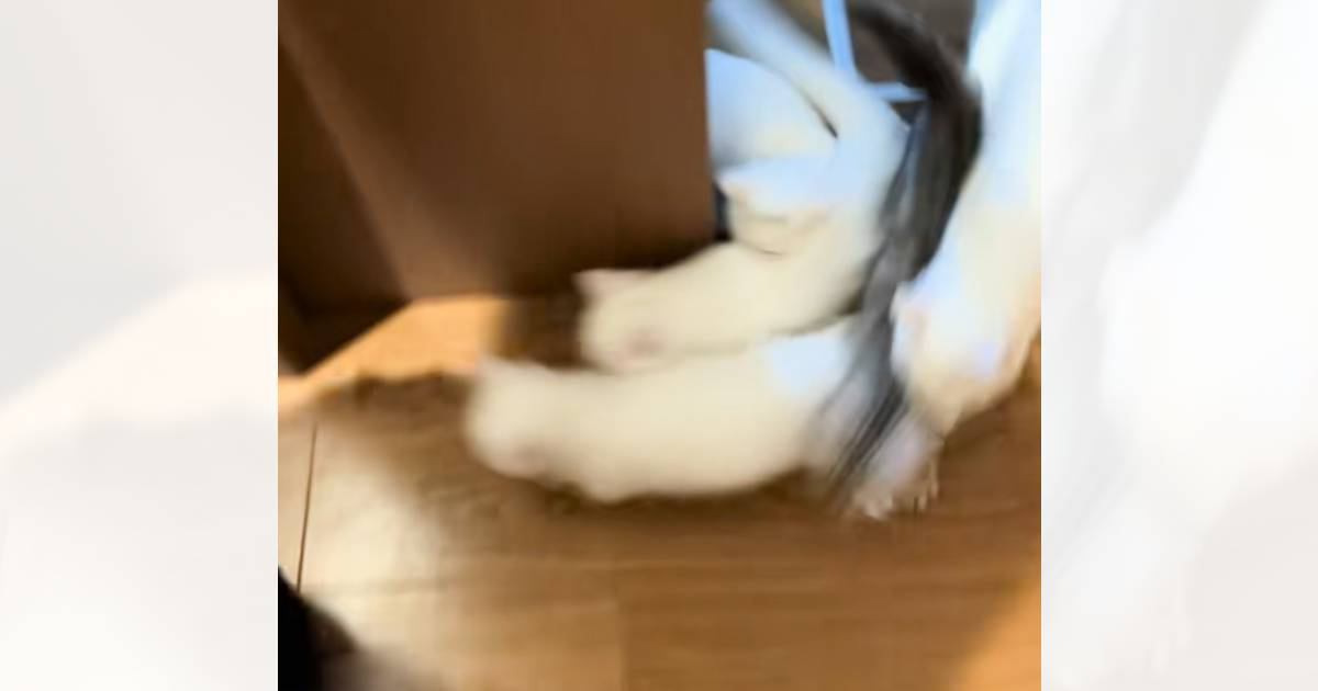 猫たちの『ご飯の時間』→部屋のドアを開けると…カオスすぎる光景に"大爆笑"61万再生「何が起きてるんだｗ」「まるで購買に駆け込む学生ｗ」