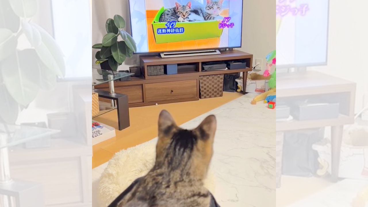 猫が『テレビに写った飼い主』を見た結果…予想外の『可愛すぎる行動』が119万再生の大反響「素敵なご家族」「子供みたい」の声