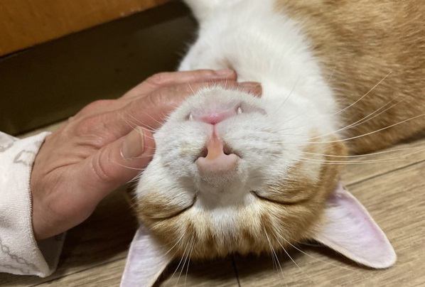 猫と飼い主の「絆」はどうやって作られる？４つの過程