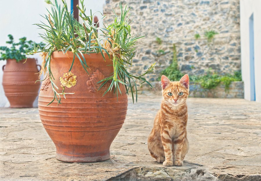 猫好き過ぎあるある「何でもネコに見える」現象