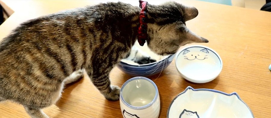 問い合わせ多数！可愛い猫ちゃん食器♪