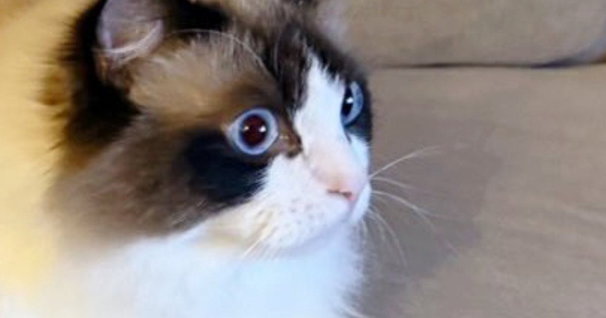 深夜にリビングから『物音』→ふと覗いてみたら、『猫』が…驚きの行動に３万いいね「推しの選手でもいたのかな」「目ぇかっ開いてて草」