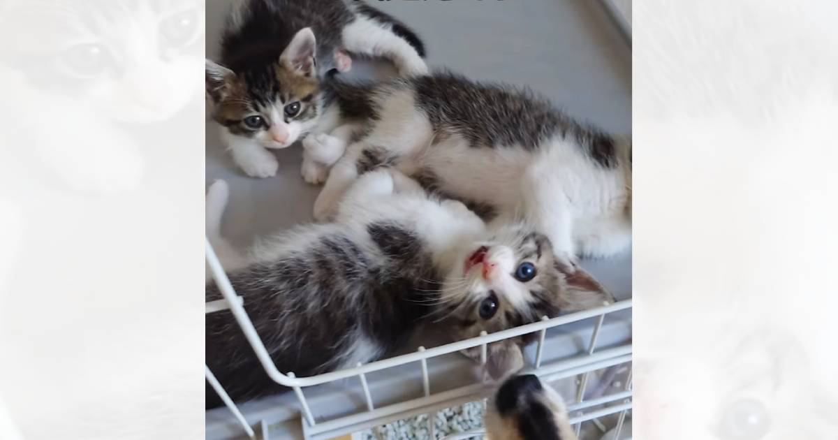 シャーシャーと『威嚇していた保護子猫たち』→4日目になると…まるで別猫のような『尊すぎる光景』が24万再生「可愛さMAX」「たまらん」