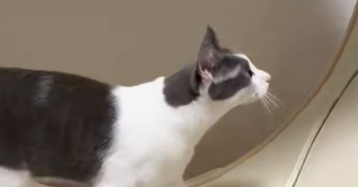 キャットホイールを使う猫→よく見たら…思わず2度見する『驚愕の光景』が228万表示「四つ葉のクローバー咲いてる」「健康的で素敵」