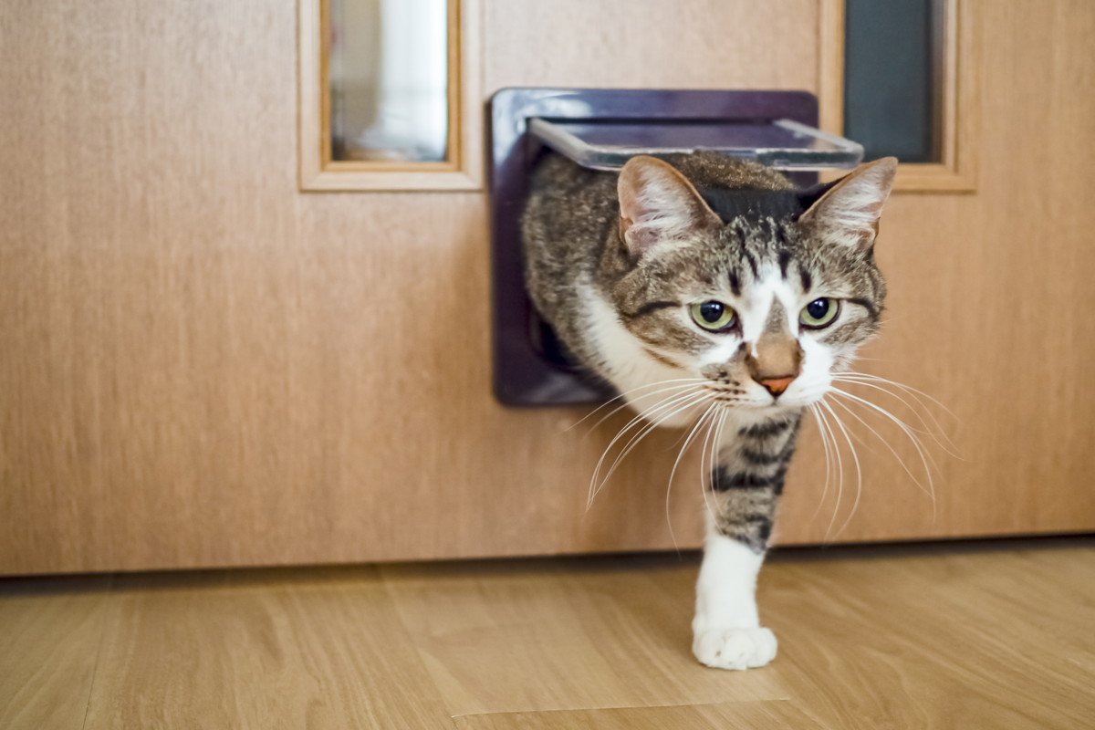 『猫用ドア』を導入するメリット3つ　より快適に過ごせる？取り付けるときの注意点まで