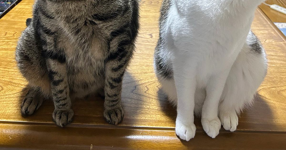 座っていた2匹の猫ちゃん→飼い主さんが『カメラを向けた』次の瞬間…息ピッタリすぎる反応に5万いいね「見事なシンクロｗ」「すごい」