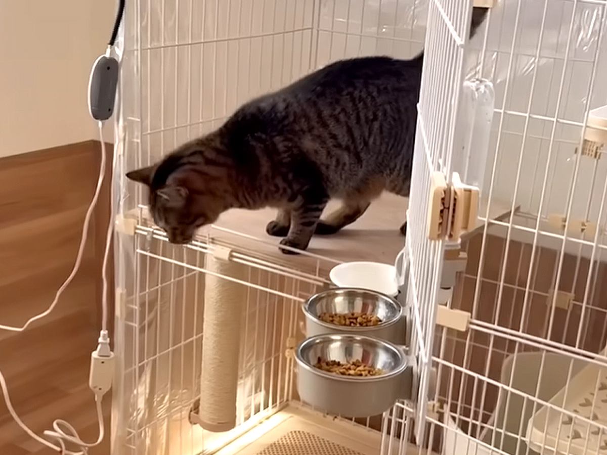 17匹の元保護猫と暮らす飼い主が猫の新居を“手作り”→親子猫には専用の部屋があって…まさかの『愛にあふれた理由』に「尊敬でしかない」