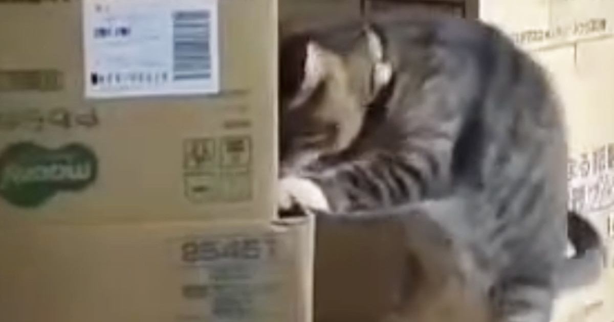 ダンボールを見つめる猫→突然立ち上がったと思ったら…ペットカメラが捉えた『まさかの光景』に「えーー！すごーい」「声出して笑ったｗ」