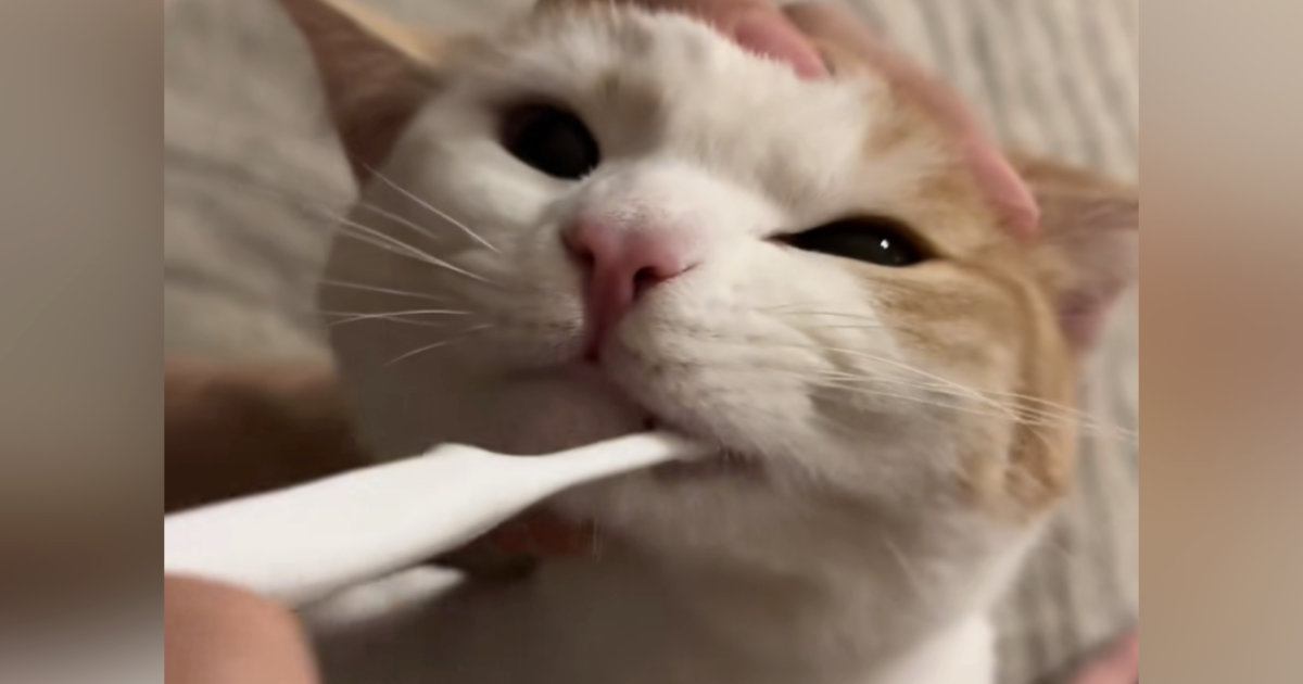 小さい頃から『歯磨きの習慣がある猫』→パパが歯を磨くと…信じられない『驚きの光景』が362万再生「天才猫ちゃん」「えーすごい」と絶賛
