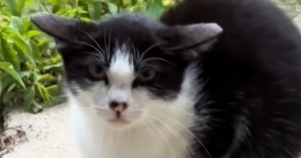 庭に遊びに来ていた『険しい顔つきの子猫』→保護された結果…1か月後の『劇的な変化』に感動の声「表情が全然違う」「愛されてる顔してる」