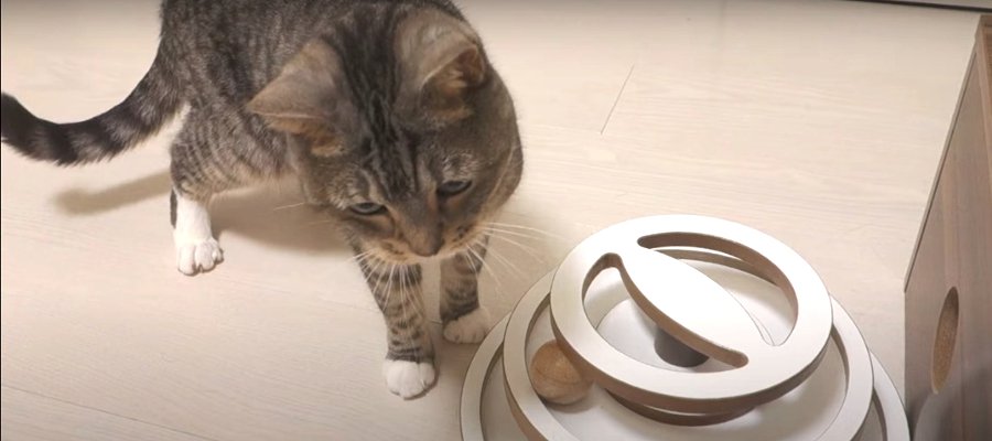 気付いちゃったにゃ！猫ちゃんの新しい遊び方