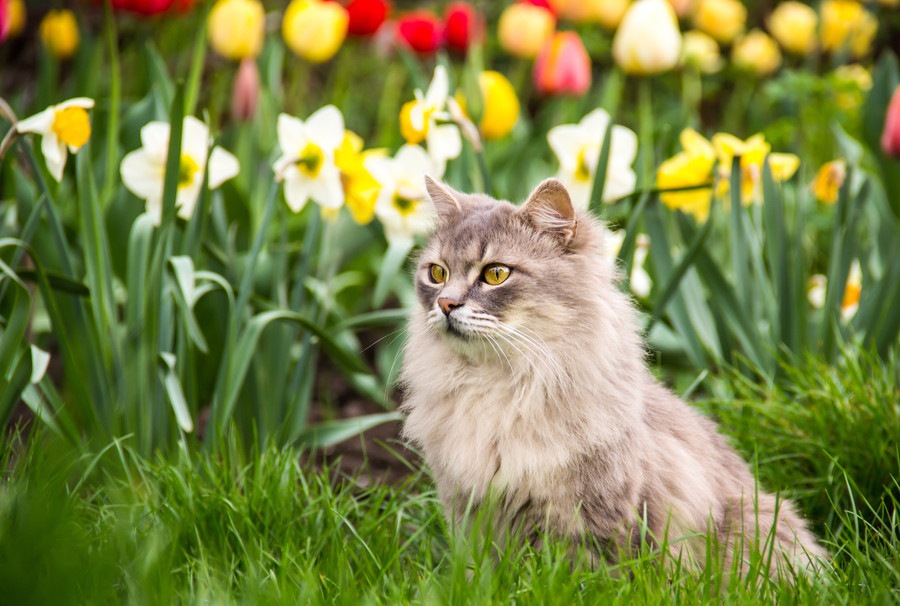 猫がいなくなった時に見つかる7つの探し方