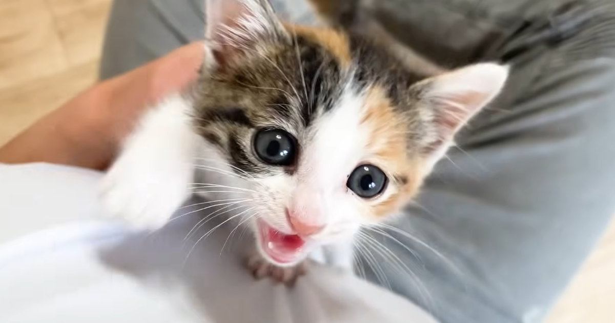 とっても甘えん坊になった保護子猫→駆け寄ってくると…たまらなくかわいい『まさかの行動』に「抗えないｗ」「メロメロになるね」と悶絶の声