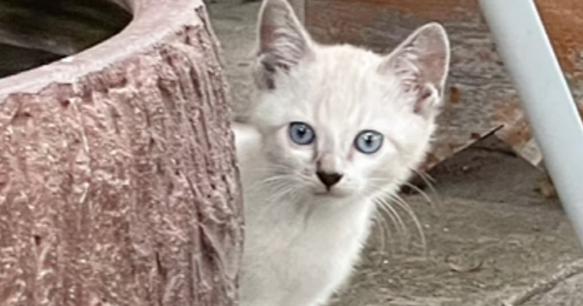 『庭に現れた白い子猫』を家族に迎えて１年→『模様』も変化して…劇的なビフォーアフターが17万再生「誰って感じで笑った」「とっても素敵」