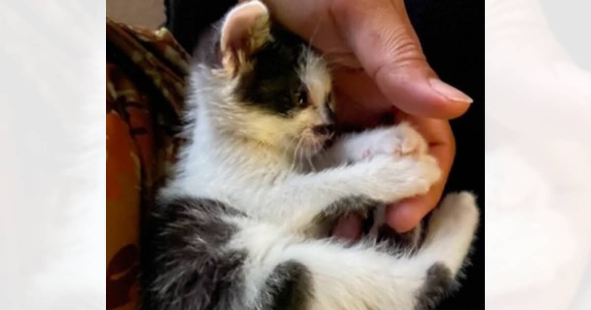 『国道で轢かれそうになっていた赤ちゃん猫』を保護して３年後…胸がギュッとなる"変化"に「わぁ素敵」「助けてくれてありがとう」と反響
