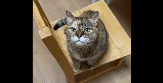 これぞ猫飼いの鑑…！『お気に召すがままに』愛ある姿勢が話題に♡