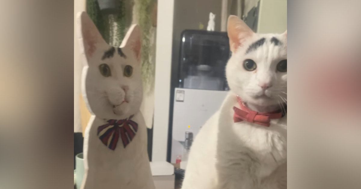 愛猫そっくりの『等身大パネル』を使って話しかけてみたら…まさかの光景に18万いいね「すごいクオリティｗ」「ホラーでしかないｗ」と爆笑