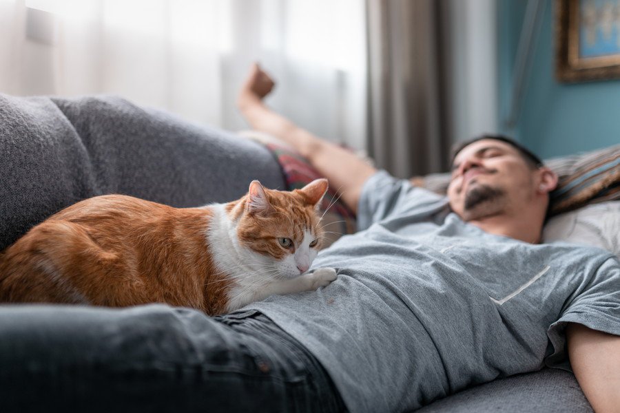 飼い主さんが「気絶したふり」をしたら、愛猫はどうする…？　SNSでの投稿が増加中